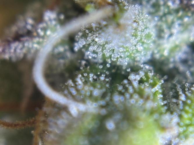 CannaGirl313