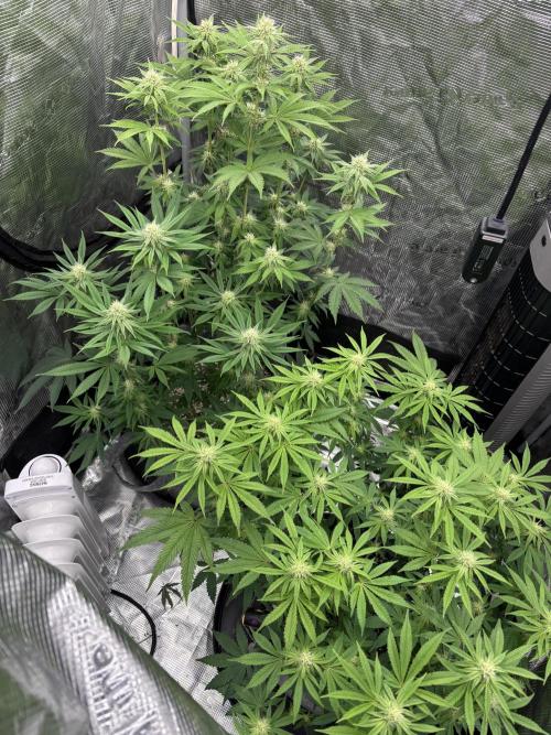 CannaGirl313