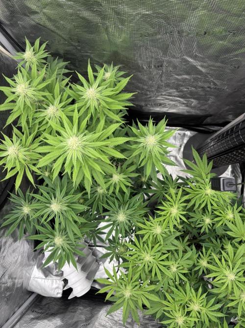 CannaGirl313