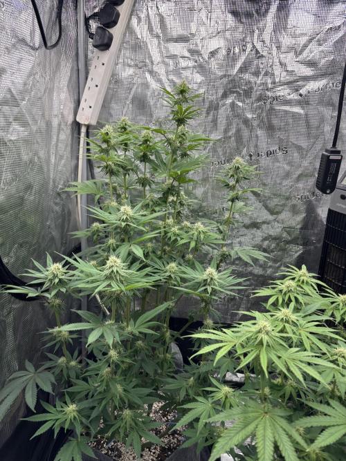 CannaGirl313