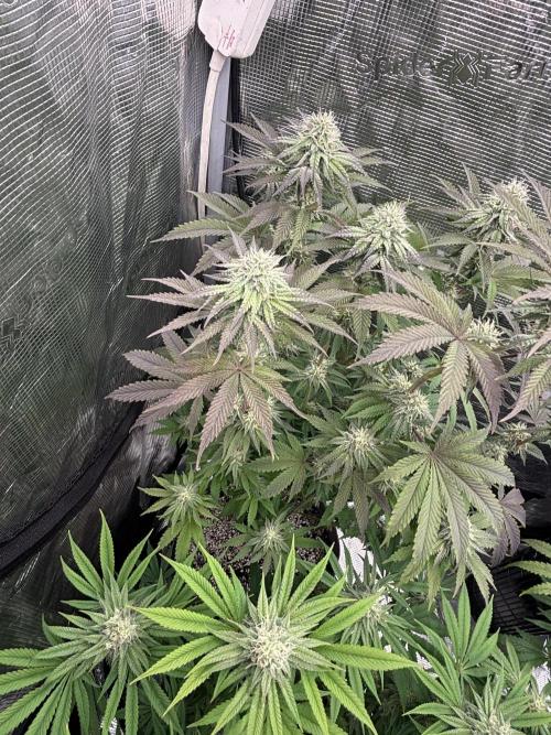 CannaGirl313