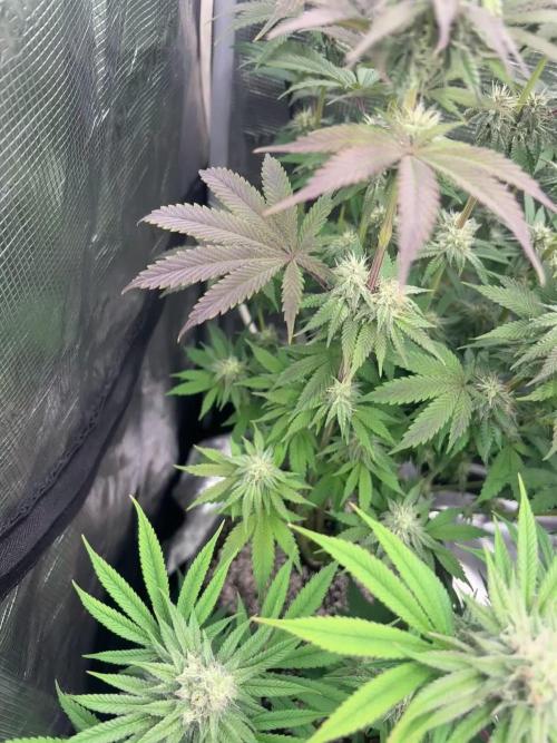 CannaGirl313