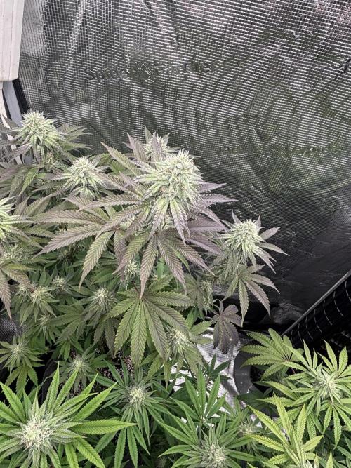 CannaGirl313
