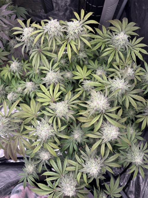 CannaGirl313