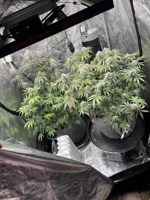 CannaGirl313