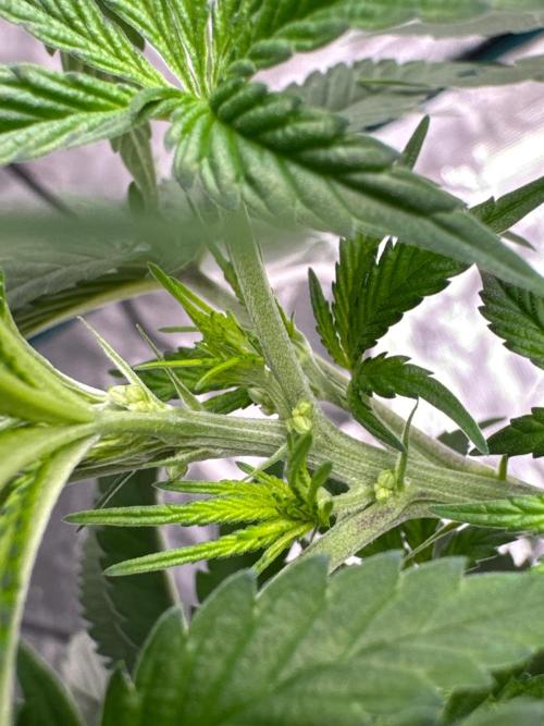 Poor Grower. Story #2. Week 6