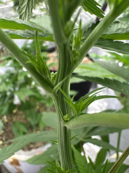 Poor Grower. Story #2. Week 6