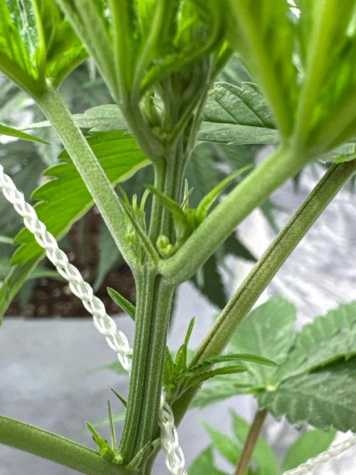 Poor Grower. Story #2. Week 6