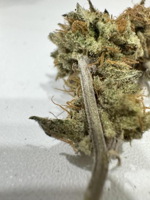 Poor #3 clones ICE Cream King. Week 7