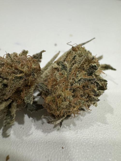 Poor #3 clones ICE Cream King. Week 7