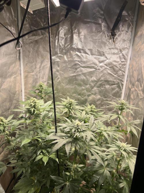 Starry Night and Northern Inferno. Week 3 - Starry Night (Sensi Star x Blueberry)