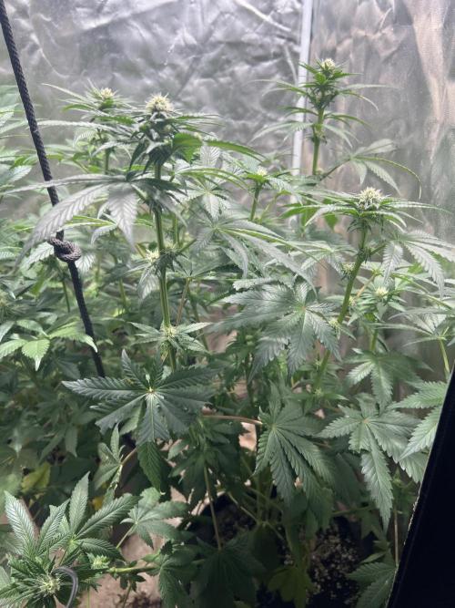 Starry Night and Northern Inferno. Week 3 - Northern Inferno (Dantes Inferno from Tiki Madman x Northern Lights). Slower