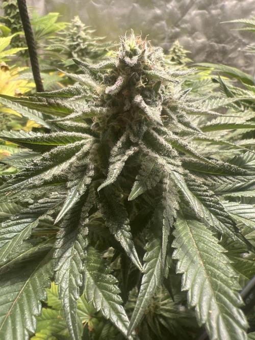 Starry Night and Northern Inferno. Week 7 - Northern Inferno from JahSeeds