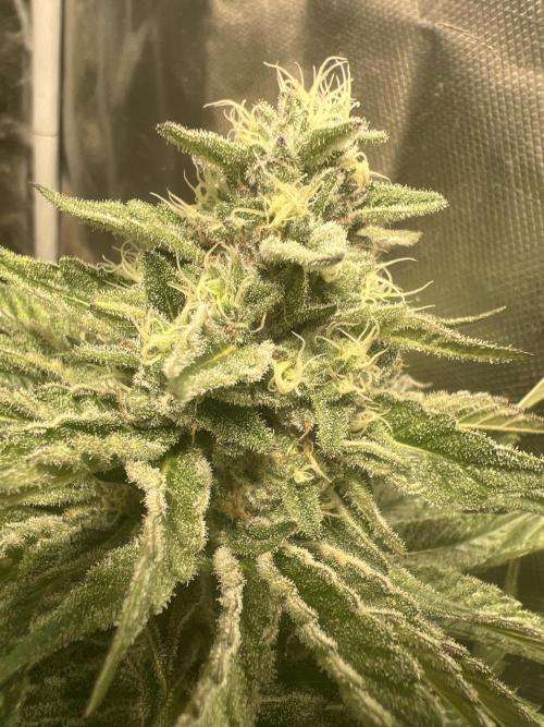 Starry Night and Northern Inferno. Week 7 - Fattening up quickly 