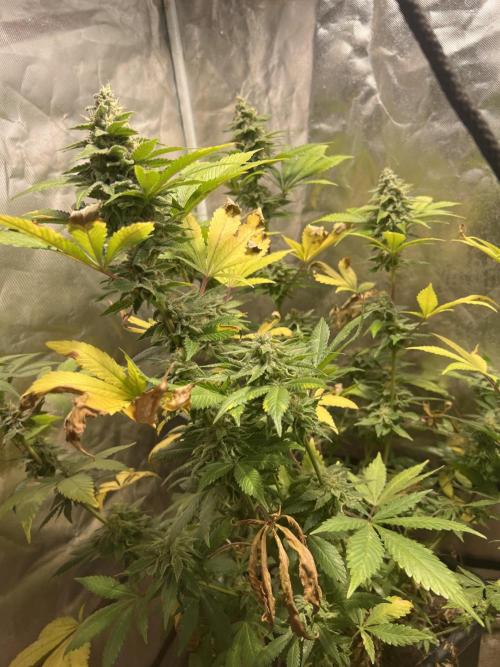 Starry Night and Northern Inferno. Week 7 - Starry Night (Sensi Star x Blueberry) 