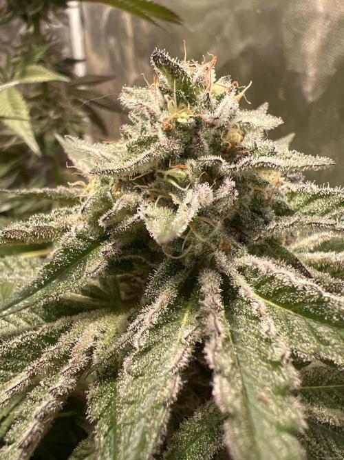 Starry Night and Northern Inferno. Week 8 - Northern Inferno is swelling up alot