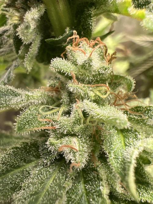 Starry Night and Northern Inferno. Week 8 - Even the small buds on the bottom of the Starry Night are super frosty 