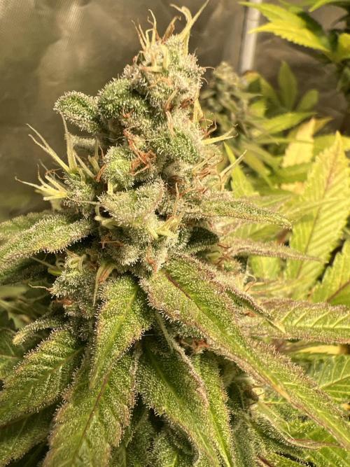 Starry Night and Northern Inferno. Week 8 - Starry Night is a Sensi Star x Blueberry from Just A Handful Seeds