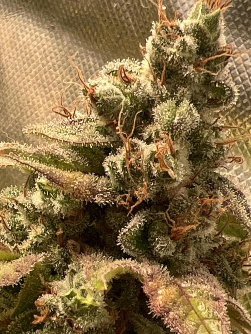 Starry Night and Northern Inferno. Week 9 - All the buds are spear shaped and look like they are covered in glue