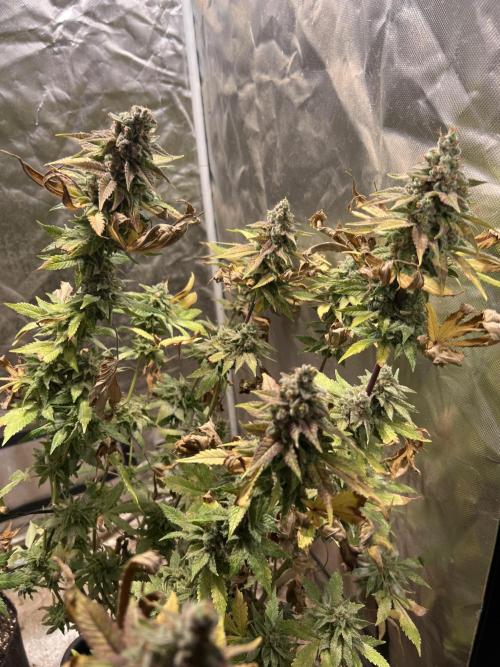 Starry Night and Northern Inferno. Week 9 - I assume when the leaves are all dying the plant is done