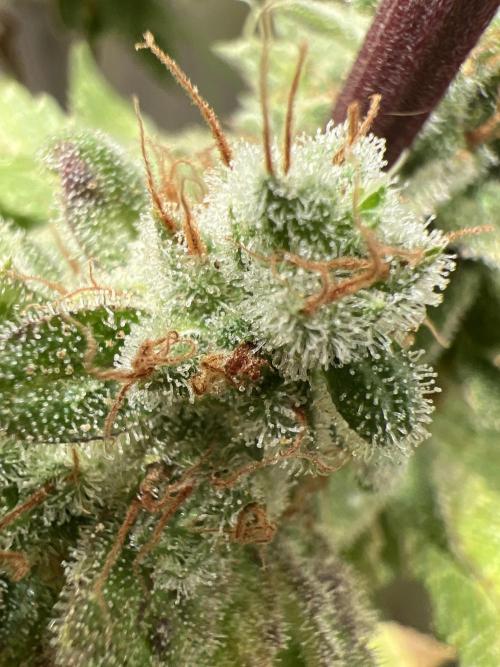 Starry Night and Northern Inferno. Week 9 - Just look at this. A lower bud.