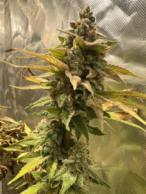 Starry Night and Northern Inferno. Week 9 - Typical spear bud
