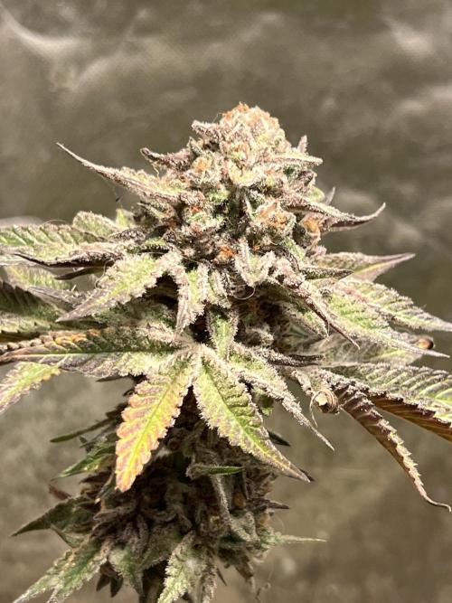 Starry Night and Northern Inferno. Week 9 - Happy I have clones of this :)
