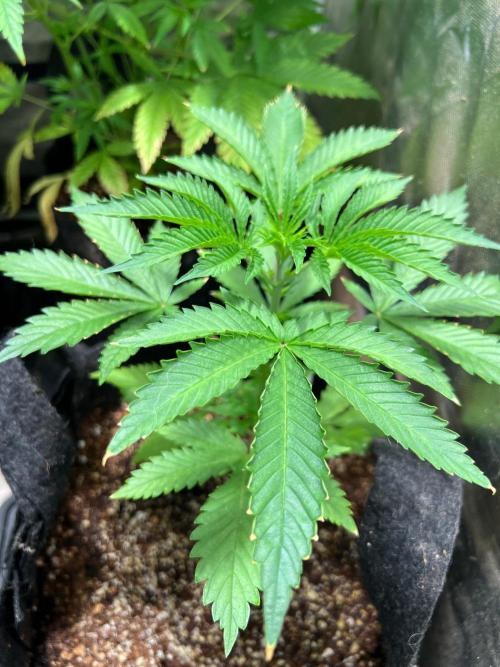Just A Handful Seeds Skunk F1. Week 3 - Kush Berry Skunk (late planting)