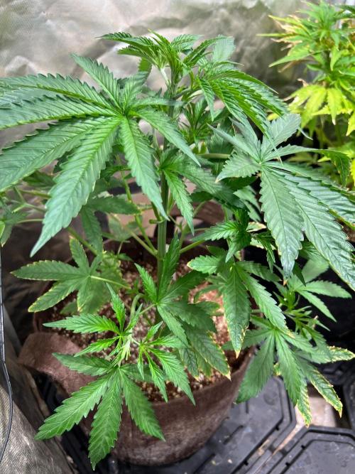 Just A Handful Seeds Skunk F1. Week 3 - Shivvy Skunk (Northern Lights x Skunk # 1 from AG Seed Co)