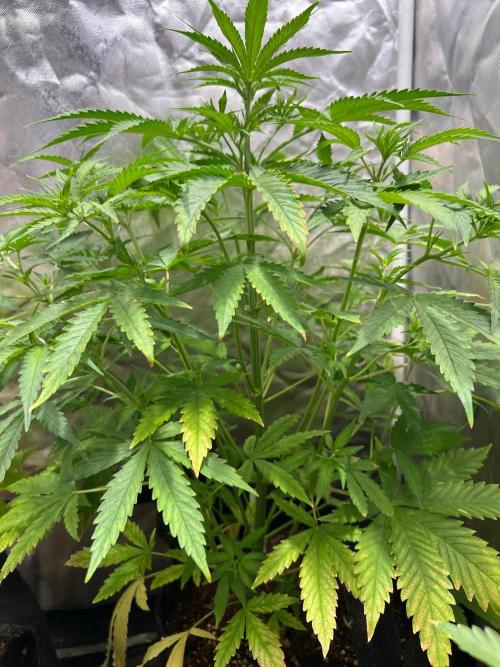 Just A Handful Seeds Skunk F1. Week 3 - Skunkerella 99 (Cinderella 99 x Skunk # 1)