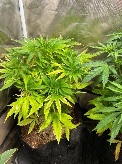Just A Handful Seeds Skunk F1. Week 3 - Purple Dragon Skunk (Purple Dragon x Skunk #1) was the biggest but I messed up