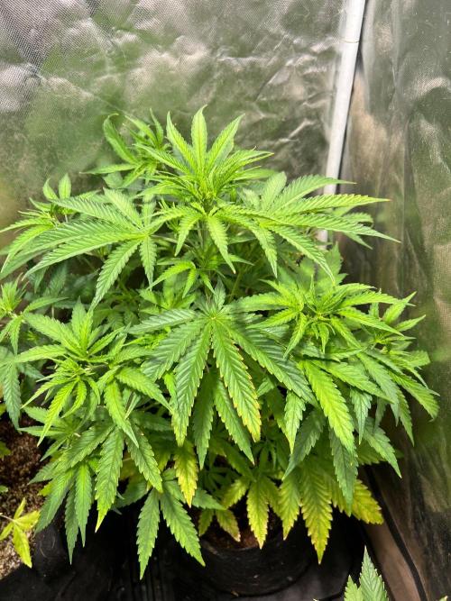 Just A Handful Seeds Skunk F1. Week 3 - Top view of Skunkerella99