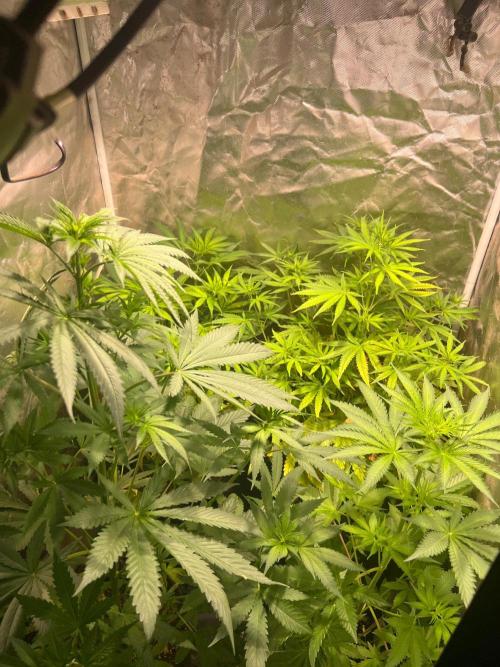 Just A Handful Seeds Skunk F1. Week 1 - Had to replace the bulb