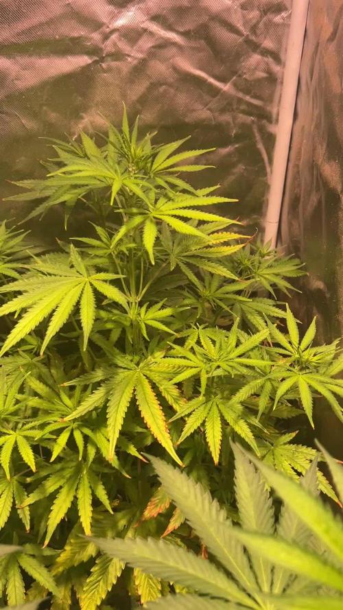 Just A Handful Seeds Skunk F1