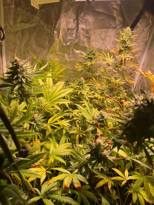 Just A Handful Seeds Skunk F1. Week 5 - With this coco and vivosun self watering bases the plants got too big