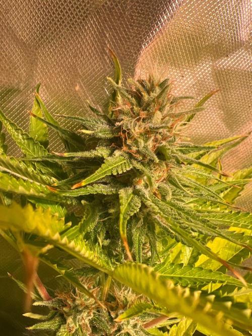 Just A Handful Seeds Skunk F1. Week 5 - JAH seeds Purple Dragon Skunk has really bright orange pistils and glimmers 