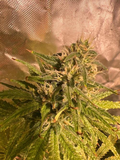 Just A Handful Seeds Skunk F1. Week 5 - Skunkerella99 is also super frosty. I bought some spider mite spray 