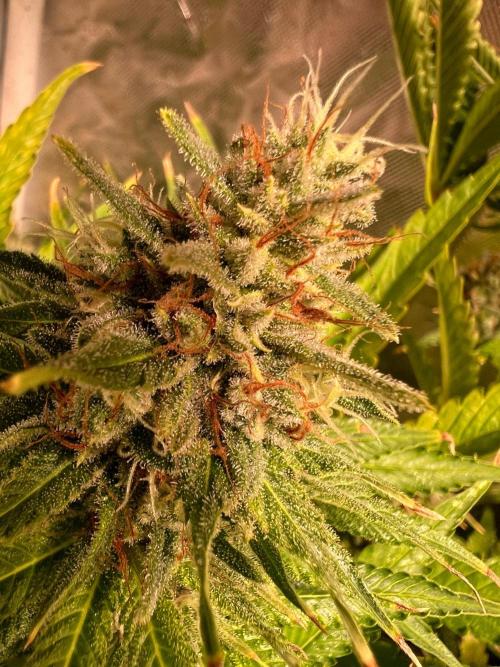 Just A Handful Seeds Skunk F1. Week 6 - Close up of Purple Dragon Skunk (all orange hairs already)