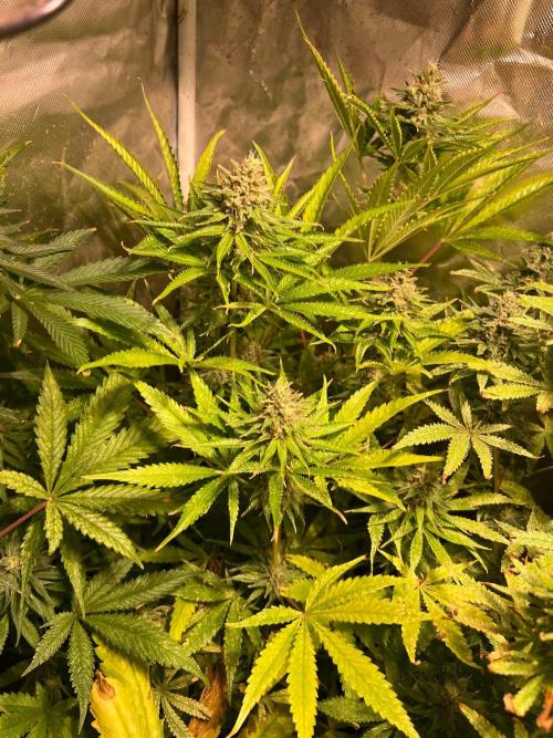 Just A Handful Seeds Skunk F1. Week 6 - JAH seeds Purple Dragon Skunk looks ready 
