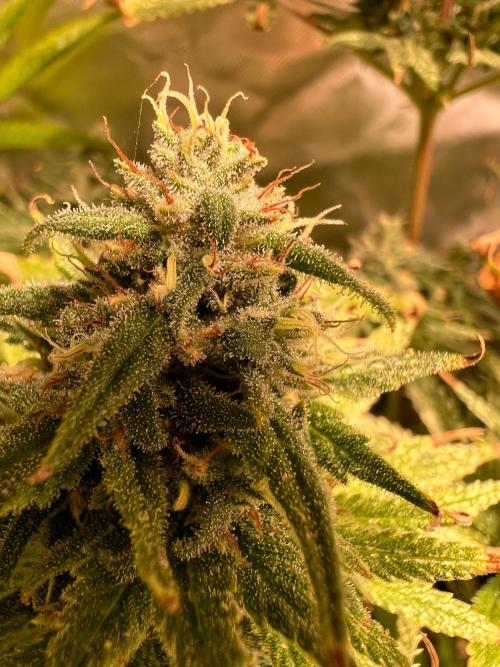 Just A Handful Seeds Skunk F1. Week 6 - Skunkerella99