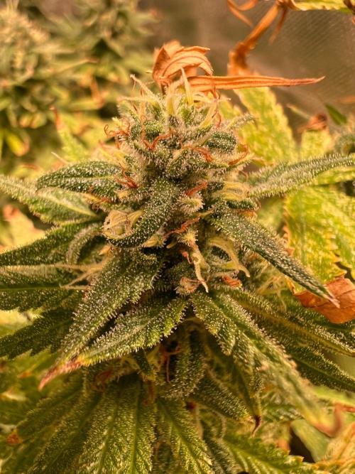 Just A Handful Seeds Skunk F1. Week 6 - Skunkerella99