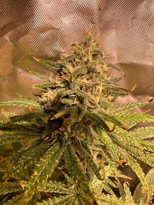 Just A Handful Seeds Skunk F1. Week 6 - JAH seeds Skunkerella99