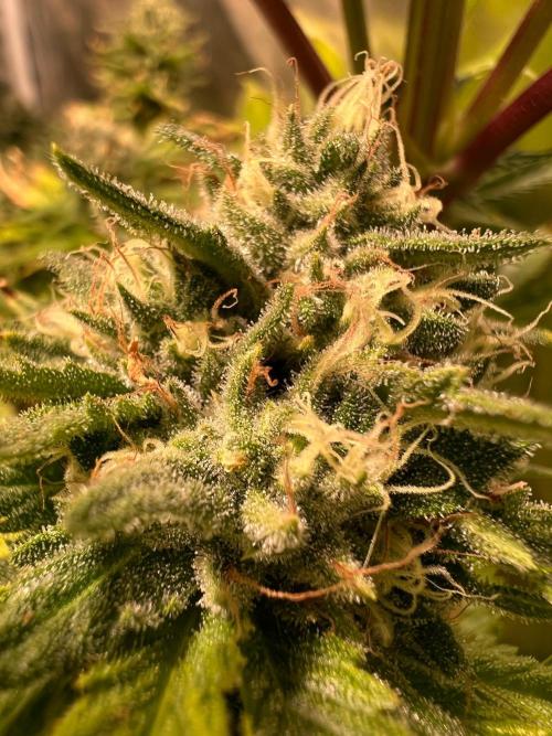 Just A Handful Seeds Skunk F1. Week 6 - Kush Berry Skunn