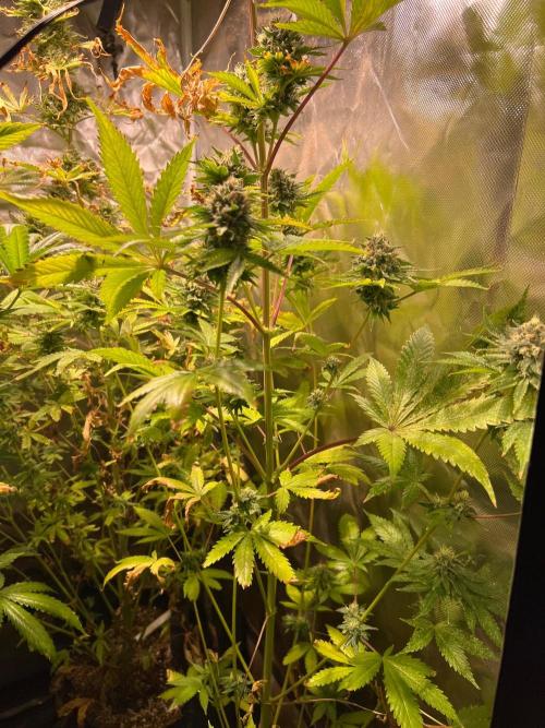 Just A Handful Seeds Skunk F1. Week 6 - Kush Berry Skunk got too tall