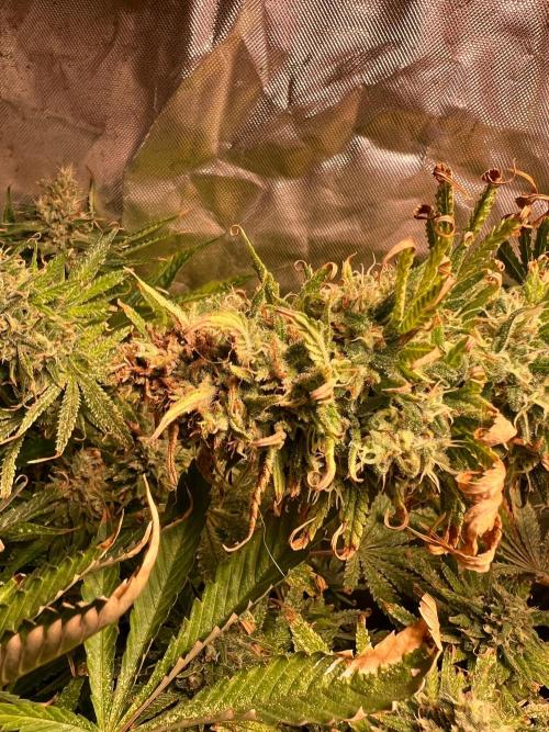 Just A Handful Seeds Skunk F1. Week 7 - Skunkerella99 top grew too close to the bulb and burnt a bit