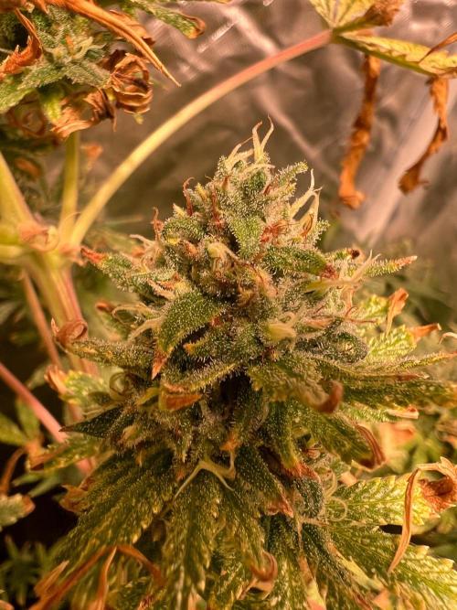 Just A Handful Seeds Skunk F1. Week 7 - More JAH seeds Skunkerella99