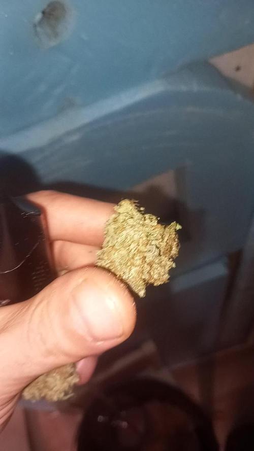 Medusa F1Hybrid Auto , Royal Queen Seeds