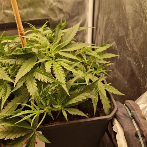 [2nd Run] Strain X