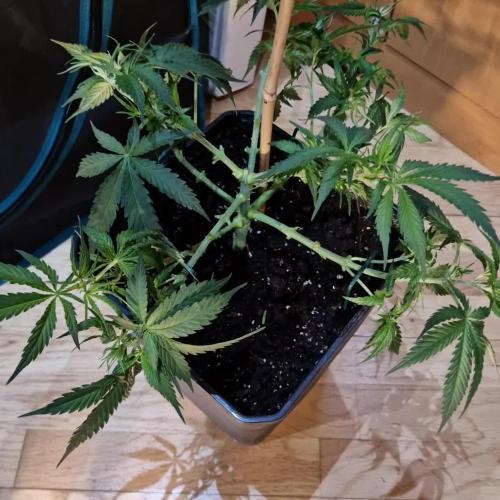 [2nd Run] Strain X