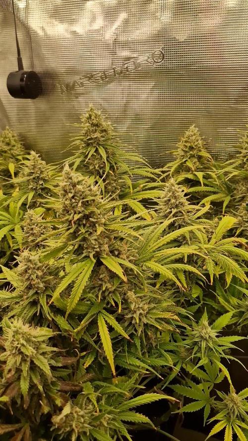[2nd Run] Strain X